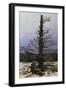 Oak Tree in the Snow-Caspar David Friedrich-Framed Giclee Print