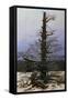 Oak Tree in the Snow-Caspar David Friedrich-Framed Stretched Canvas