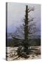 Oak Tree in the Snow-Caspar David Friedrich-Stretched Canvas