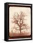 Oak Tree in Winter, Early 1840s-William Henry Fox Talbot-Framed Stretched Canvas