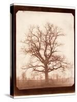 Oak Tree in Winter, Early 1840s-William Henry Fox Talbot-Stretched Canvas