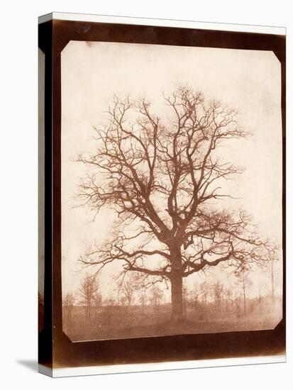 Oak Tree in Winter, Early 1840s-William Henry Fox Talbot-Stretched Canvas