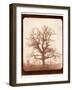 Oak Tree in Winter, Early 1840s-William Henry Fox Talbot-Framed Giclee Print