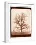 Oak Tree in Winter, Early 1840s-William Henry Fox Talbot-Framed Giclee Print