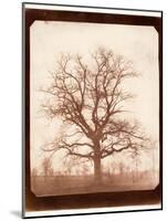 Oak Tree in Winter, Early 1840s-William Henry Fox Talbot-Mounted Giclee Print