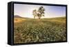 Oak Tree Near Field of Oxeye Daisies and Wheat, Palouse, Washington-Stuart Westmorland-Framed Stretched Canvas