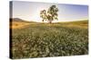 Oak Tree Near Field of Oxeye Daisies and Wheat, Palouse, Washington-Stuart Westmorland-Stretched Canvas