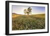 Oak Tree Near Field of Oxeye Daisies and Wheat, Palouse, Washington-Stuart Westmorland-Framed Photographic Print