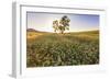 Oak Tree Near Field of Oxeye Daisies and Wheat, Palouse, Washington-Stuart Westmorland-Framed Photographic Print