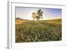 Oak Tree Near Field of Oxeye Daisies and Wheat, Palouse, Washington-Stuart Westmorland-Framed Photographic Print