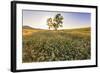 Oak Tree Near Field of Oxeye Daisies and Wheat, Palouse, Washington-Stuart Westmorland-Framed Photographic Print