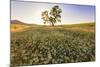 Oak Tree Near Field of Oxeye Daisies and Wheat, Palouse, Washington-Stuart Westmorland-Mounted Photographic Print