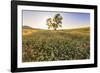 Oak Tree Near Field of Oxeye Daisies and Wheat, Palouse, Washington-Stuart Westmorland-Framed Photographic Print