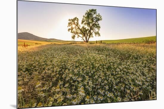 Oak Tree Near Field of Oxeye Daisies and Wheat, Palouse, Washington-Stuart Westmorland-Mounted Photographic Print