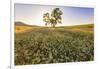 Oak Tree Near Field of Oxeye Daisies and Wheat, Palouse, Washington-Stuart Westmorland-Framed Photographic Print