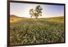 Oak Tree Near Field of Oxeye Daisies and Wheat, Palouse, Washington-Stuart Westmorland-Framed Photographic Print