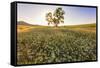 Oak Tree Near Field of Oxeye Daisies and Wheat, Palouse, Washington-Stuart Westmorland-Framed Stretched Canvas