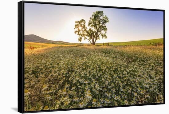 Oak Tree Near Field of Oxeye Daisies and Wheat, Palouse, Washington-Stuart Westmorland-Framed Stretched Canvas
