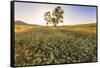 Oak Tree Near Field of Oxeye Daisies and Wheat, Palouse, Washington-Stuart Westmorland-Framed Stretched Canvas