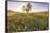 Oak Tree Near Field of Oxeye Daisies and Wheat, Palouse, Washington-Stuart Westmorland-Framed Stretched Canvas