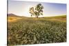 Oak Tree Near Field of Oxeye Daisies and Wheat, Palouse, Washington-Stuart Westmorland-Stretched Canvas