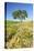 Oak Tree Near Field of Oxeye Daisies and Wheat, Palouse, Washington-Stuart Westmorland-Stretched Canvas