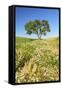 Oak Tree Near Field of Oxeye Daisies and Wheat, Palouse, Washington-Stuart Westmorland-Framed Stretched Canvas