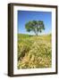 Oak Tree Near Field of Oxeye Daisies and Wheat, Palouse, Washington-Stuart Westmorland-Framed Photographic Print