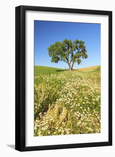 Oak Tree Near Field of Oxeye Daisies and Wheat, Palouse, Washington-Stuart Westmorland-Framed Photographic Print