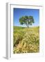 Oak Tree Near Field of Oxeye Daisies and Wheat, Palouse, Washington-Stuart Westmorland-Framed Photographic Print