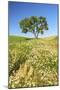Oak Tree Near Field of Oxeye Daisies and Wheat, Palouse, Washington-Stuart Westmorland-Mounted Photographic Print