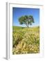 Oak Tree Near Field of Oxeye Daisies and Wheat, Palouse, Washington-Stuart Westmorland-Framed Photographic Print