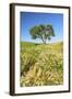 Oak Tree Near Field of Oxeye Daisies and Wheat, Palouse, Washington-Stuart Westmorland-Framed Photographic Print