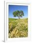 Oak Tree Near Field of Oxeye Daisies and Wheat, Palouse, Washington-Stuart Westmorland-Framed Photographic Print