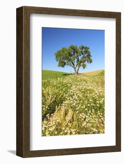 Oak Tree Near Field of Oxeye Daisies and Wheat, Palouse, Washington-Stuart Westmorland-Framed Photographic Print