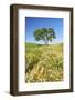 Oak Tree Near Field of Oxeye Daisies and Wheat, Palouse, Washington-Stuart Westmorland-Framed Photographic Print