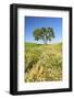 Oak Tree Near Field of Oxeye Daisies and Wheat, Palouse, Washington-Stuart Westmorland-Framed Photographic Print