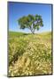 Oak Tree Near Field of Oxeye Daisies and Wheat, Palouse, Washington-Stuart Westmorland-Mounted Photographic Print
