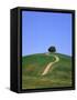 Oak tree on a field in the Tuscany-Herbert Kehrer-Framed Stretched Canvas