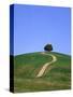 Oak tree on a field in the Tuscany-Herbert Kehrer-Stretched Canvas