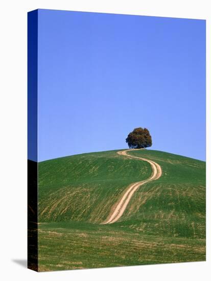 Oak tree on a field in the Tuscany-Herbert Kehrer-Stretched Canvas