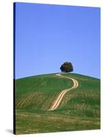 Oak tree on a field in the Tuscany-Herbert Kehrer-Stretched Canvas