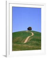 Oak tree on a field in the Tuscany-Herbert Kehrer-Framed Photographic Print