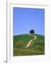 Oak tree on a field in the Tuscany-Herbert Kehrer-Framed Photographic Print