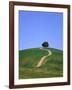 Oak tree on a field in the Tuscany-Herbert Kehrer-Framed Photographic Print