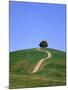 Oak tree on a field in the Tuscany-Herbert Kehrer-Mounted Photographic Print