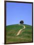 Oak tree on a field in the Tuscany-Herbert Kehrer-Framed Photographic Print