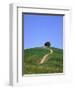 Oak tree on a field in the Tuscany-Herbert Kehrer-Framed Photographic Print