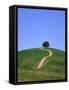 Oak Tree on a Field in the Tuscany-Herbert Kehrer-Framed Stretched Canvas