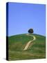 Oak Tree on a Field in the Tuscany-Herbert Kehrer-Stretched Canvas